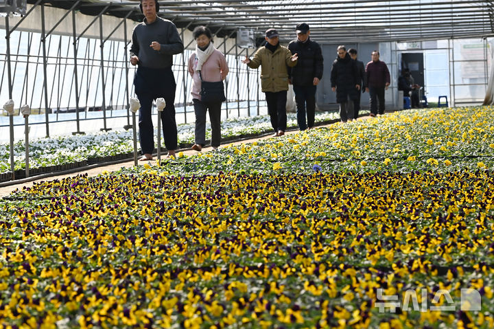 [안양=뉴시스] 김종택 기자 = 절기상 입춘을 하루 앞둔 3일 경기 안양시 동안구 비산3동 꽃양묘장 비닐하우스 안에서 시민들이 맨발로 흙길을 걷고 있다. 2026.02.03. jtk@newsis.com