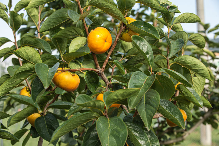 [진주=뉴시스] 단감. (사진=뉴시스 DB). photo@newsis.com *재판매 및 DB 금지
