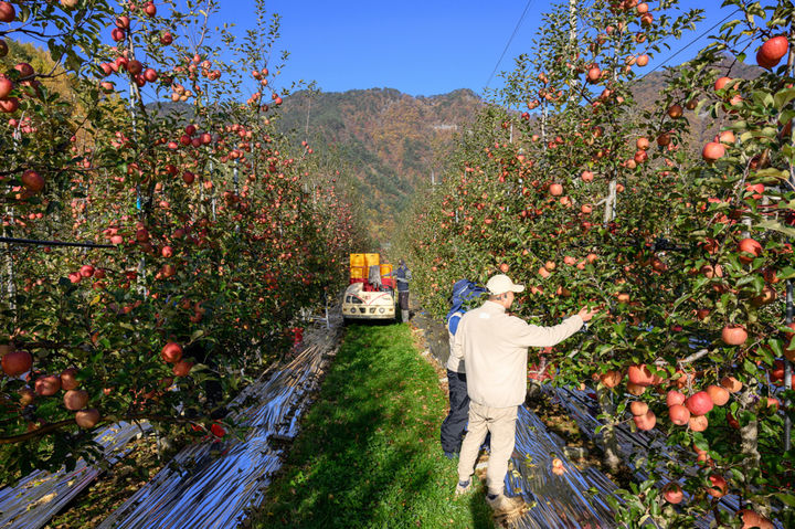 정선 '스마트 과수원' 전경.(사진=정선군 제공) *재판매 및 DB 금지