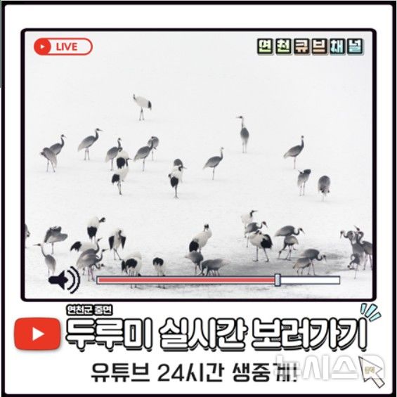 [연천=뉴시스] 연천군청 홈페이지에 게시된 두루미 24시간 생중계 접속 팝업창. photo@newsis.com 