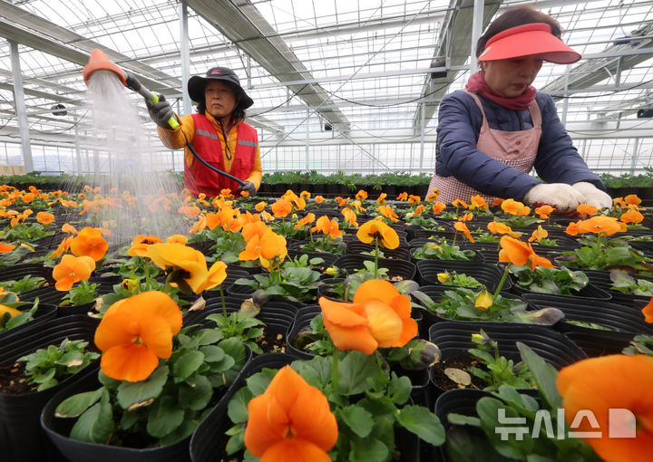 봄 기운 풍기는 비올라 [오늘의 한 컷]