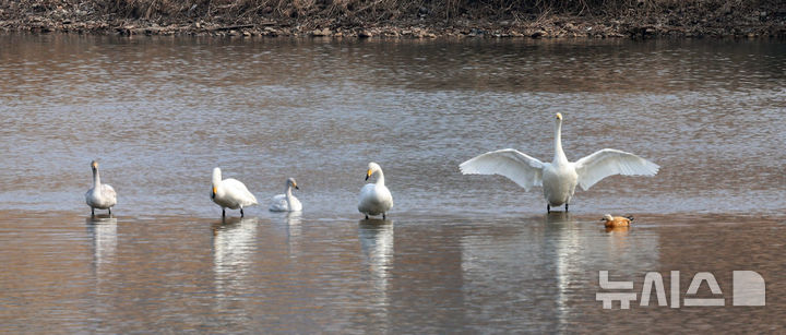 [세종=뉴시스] 강종민 기자 = 봄의 문턱에 들어선다는 입춘인 4일 세종시를 관통하는 금강에 날아든 큰고니들이 날개를 펼치며 봄을 맞이하고 있다. 2026.02.04. ppkjm@newsis.com