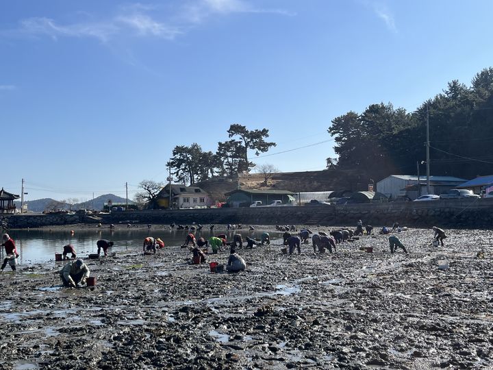 [고성(경남)=뉴시스] 신정철 기자= 경남 고성군 하일면 가룡마을의 '2026년 첫 바지락·조개캐기' 체험행사가 200여 명의 주민·관광객이 참여한 가운데 성황리에 개최됐다.사진은 지난 3일 자란만의 청정해역인 하일면 가룡마을 해안가에서 개최된 '2026년 첫 바지락·조개캐기' 체험행사 모습.(사진=고성군 제공).2026.02.05. photo@newsis.com *재판매 및 DB 금지