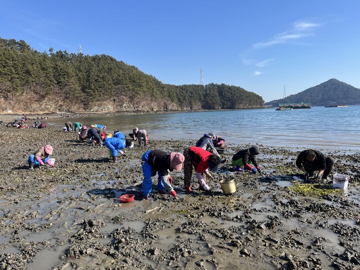 [고성(경남)=뉴시스] 신정철 기자= 경남 고성군 하일면 가룡마을의 '2026년 첫 바지락·조개캐기' 체험행사가 200여 명의 주민·관광객이 참여한 가운데 성황리에 개최됐다.사진은 설 대목을 앞둔 지난 3일 하일면 가룡마을 해안가에서 개최된 '2026년 첫 바지락·조개캐기' 체험행사 모습.(사진=고성군 제공).2026.02.05. photo@newsis.com *재판매 및 DB 금지