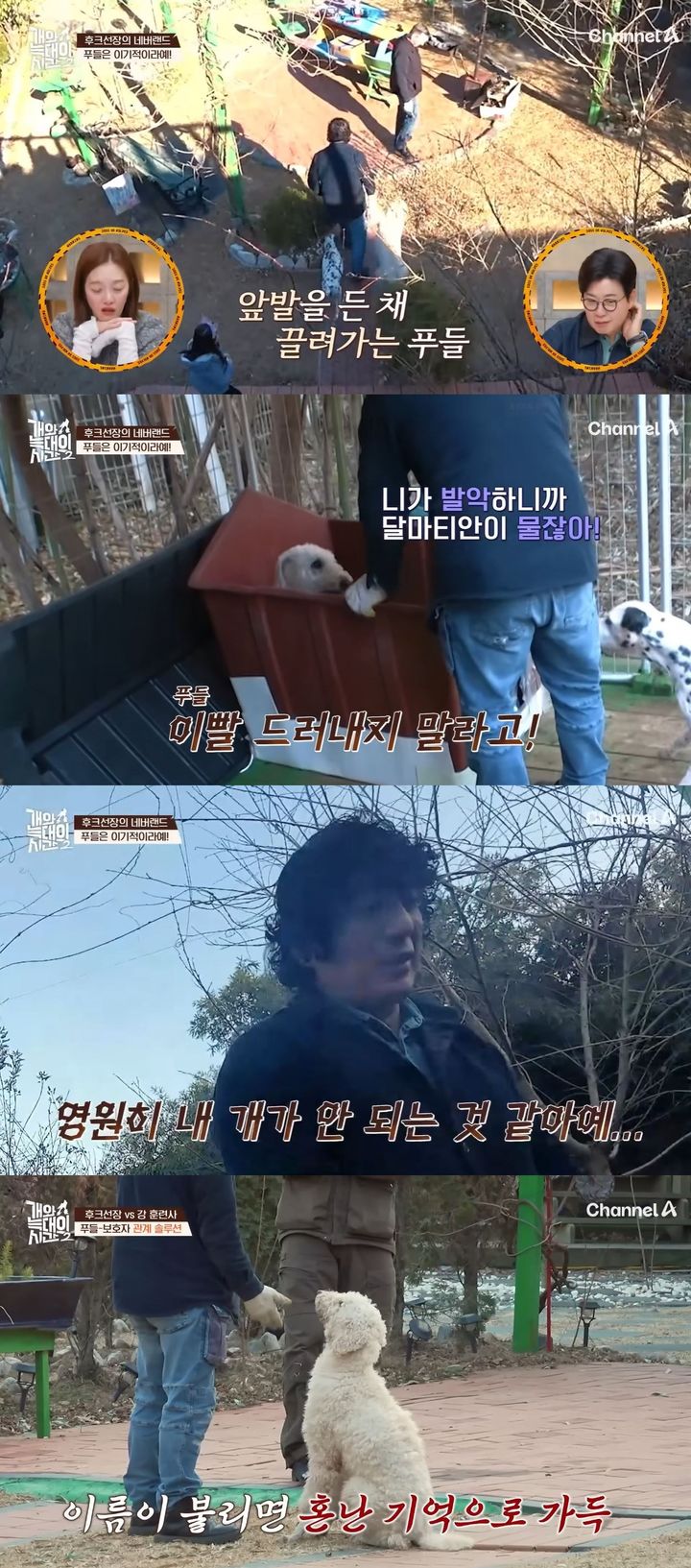 [서울=뉴시스] 지난 4일 방송한 채널A 예능 프로그램 '개와 늑대의 시간' 시즌2에선 대구에 사는 이른바 '개토피아' 가족 일상이 공개됐다. (사진=채널A '개와 늑대의 시간' 시즌2 캡처) 2026.02.05. photo@newsis.com *재판매 및 DB 금지