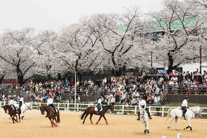 [과천=뉴시스] 시민들이 렛츠런파크 서울에서 승마를 구경하고 있다. (사진 = 한국마사회 제공) 2026.02.05. *재판매 및 DB 금지