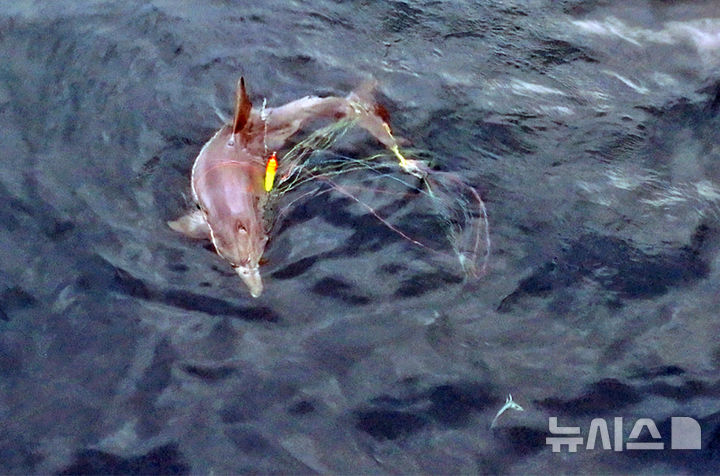 [제주=뉴시스] 지난해 5월14일 서귀포시 대정읍 신도리 해양보호구역 인근에서 낚싯줄에 감긴 채 발견된 남방큰돌고래 '종달'의 마지막 모습. 사진은 해양시민과학센터 파란이 5일 발표한 '대정읍 남방큰돌고래 서식지 위협요인 조사 결과 발표' 보고서의 게시됐다. 촬영자는 돌핀맨 이정준씨. 2026.02.05. photo@newsis.com
