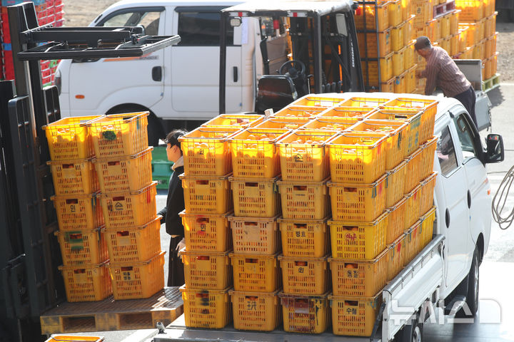 [서귀포=뉴시스] 우장호 기자 = 5일 제주 서귀포시 색달동 중문농업협동조합 유통사업소에서 만감류 대표 품종인 레드향 선과 및 포장 작업이 이뤄지고 있다. 2012년 한·미 자유무역협정(FTA) 발효 당시 144%였던 미국산 만다린 수입 관세율은 매년 9.6%씩 단계적으로 인하돼 올해부터는 완전히 폐지됐다. 미국산 만다린은 주로 1~6월 국내에 유통되는데 이 시기는 제주 만감류 출하 시기와 겹쳐 가격 하락과 수익 감소가 우려되는 상황이다. 2026.02.05. woo1223@newsis.com