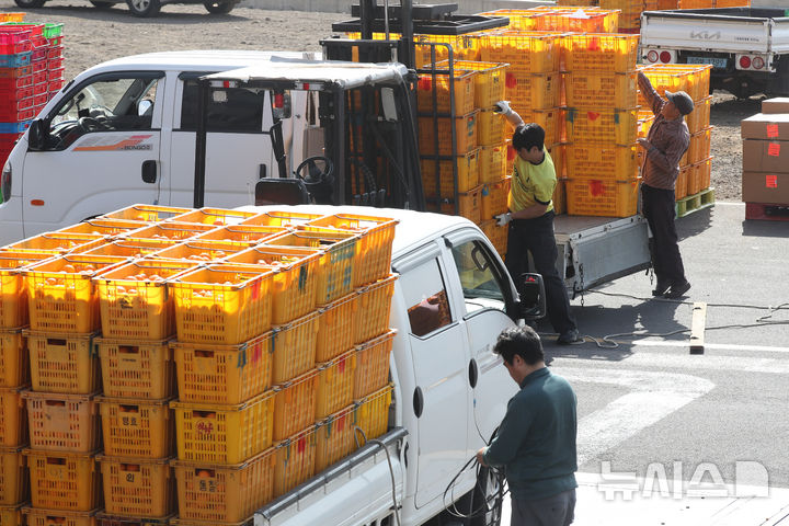 [서귀포=뉴시스] 우장호 기자 = 제주 서귀포시 색달동 중문농업협동조합 유통사업소에서 만감류 선과 및 포장 작업이 이뤄지고 있다. (사진=뉴시스DB) woo1223@newsis.com