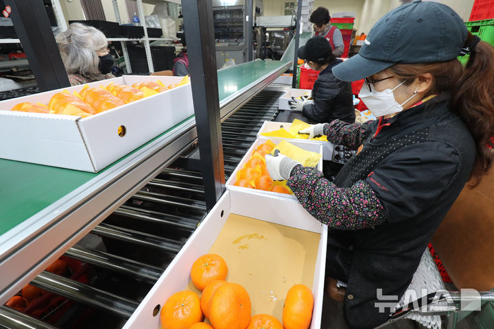 [서귀포=뉴시스] 우장호 기자 = 5일 제주 서귀포시 색달동 중문농업협동조합 유통사업소에서 만감류 대표 품종인 레드향 선과 및 포장 작업이 이뤄지고 있다. 2012년 한·미 자유무역협정(FTA) 발효 당시 144%였던 미국산 만다린 수입 관세율은 매년 9.6%씩 단계적으로 인하돼 올해부터는 완전히 폐지됐다. 미국산 만다린은 주로 1~6월 국내에 유통되는데 이 시기는 제주 만감류 출하 시기와 겹쳐 가격 하락과 수익 감소가 우려되는 상황이다. 2026.02.05. woo1223@newsis.com