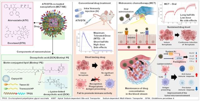 [서울=뉴시스] '리간드 지향성 경구 지질 나노 플랫폼' 연구 모식도. (사진=경희대 제공) 2026.02.06. photo@newsis.com *재판매 및 DB 금지