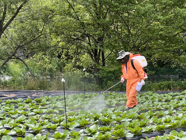 [세종=뉴시스]국가연구개발 우수성과 100선에 국립낙동강생물자원관 연구진의 담수 미생물 기반 무름병 방제 연구가 선정됐다. 사진은 연구진이 실험을 하고 있는 모습이다. (사진=국립낙동강생물자원관 제공) *재판매 및 DB 금지