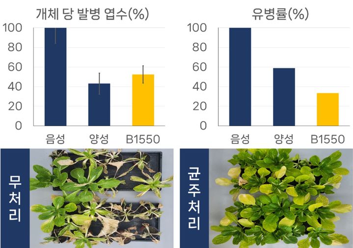 [세종=뉴시스]국가연구개발 우수성과 100선에 국립낙동강생물자원관 연구진의 담수 미생물 기반 무름병 방제 연구가 선정됐다. 담수 미생물인 '바실러스 벨레젠시스 FBCC-B1550'은 실제 재배지 시험에서 기존 화학농약과 동등하거나 그 이상의 방제 효과가 있는 것으로 드러났다.(사진=국립낙동강생물자원관 제공) *재판매 및 DB 금지