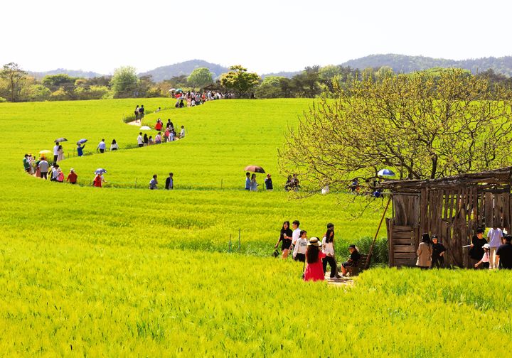 [고창=뉴시스] 고창 청보리밭축제 풍경. (사진=뉴시스 DB). photo@newsis.com *재판매 및 DB 금지