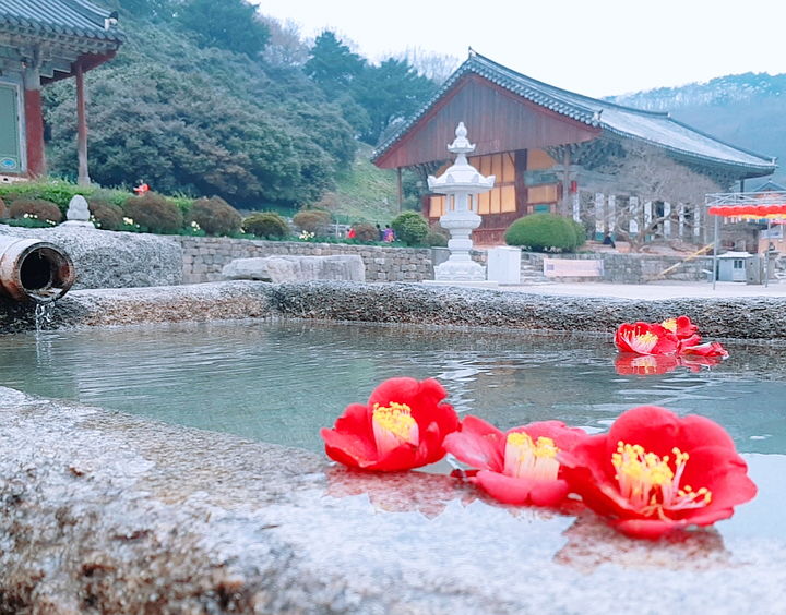 [고창=뉴시스] 천년 고찰 고창 선운사. (사진=뉴시스 DB). photo@newsis.com *재판매 및 DB 금지