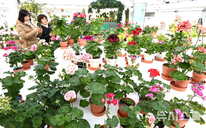 [수원=뉴시스] 김종택 기자 = 한파특보가 발효된 6일 경기 수원시 장안구 일월수목원 전시온실에서 열린 제라늄 기획전 '지금 우리는 봄'을 찾은 시민들이 다양한 색상의 제라늄 꽃을 살펴보고 있다. 2026.02.06. jtk@newsis.com
