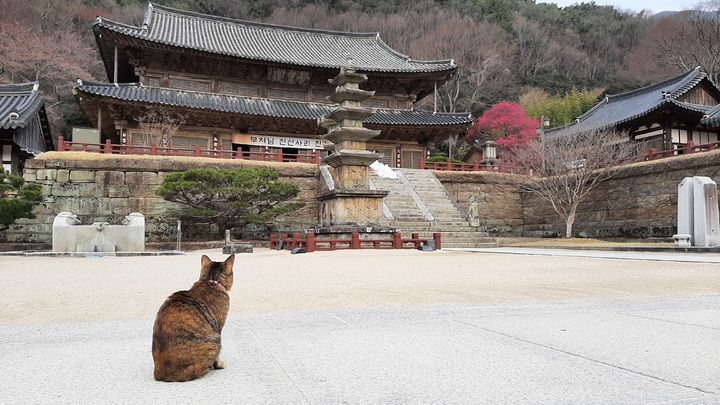 [서울=뉴시스] 대한불교조계종 제19교구 본사 지리산대화엄사는 오는 27일부터 3월 29일까지 '꽃피는 순간, 꿈이 피어난다'를 주제로 제6회 홍매화∙들매화 프로사진 및 휴대폰 카메라사진 콘테스트를 개최한다. 사진은 2021년 1회 수상작 신승원, 해탈에 관한고찰. (사진=지리산대화엄사 제공) 2026.02.06. photo@newsis.com *재판매 및 DB 금지