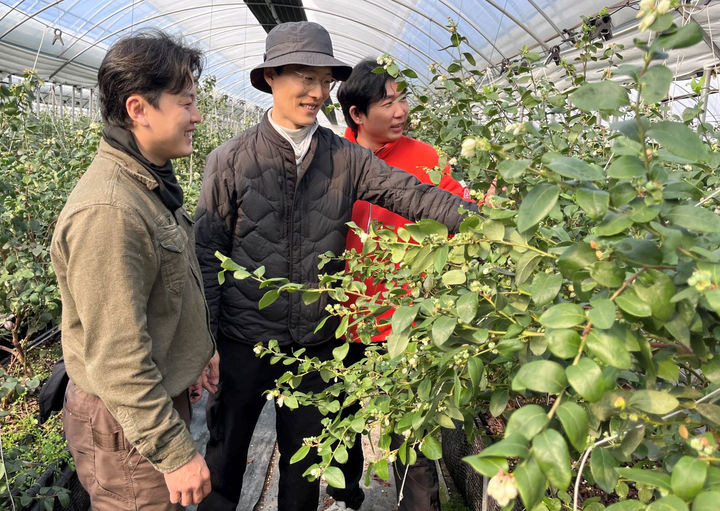 [곡성=뉴시스] 전남 곡성군 블루베리 장기 출하 추진. (사진=곡성군청 제공). photo@newsis.com *재판매 및 DB 금지
