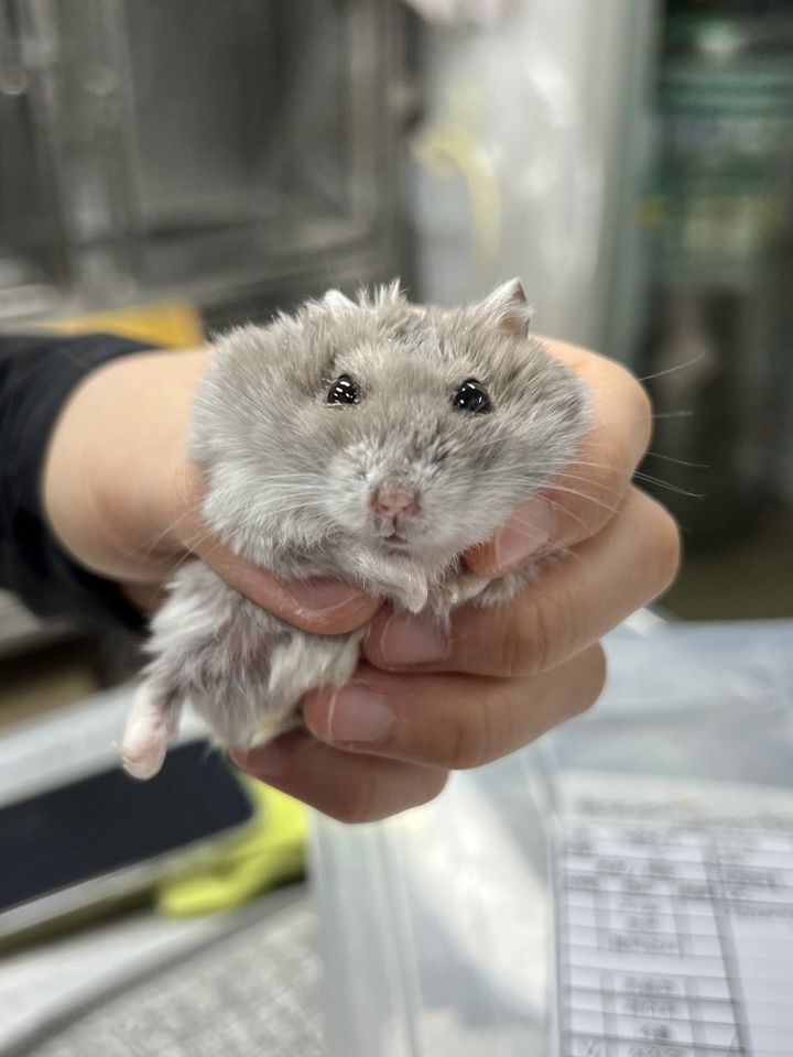 [뉴시스]골절, 안구 손상 등 학대 피해를 입은 몽골리안 저빌 햄스터. (사진 = 동물자유연대 제공) *재판매 및 DB 금지