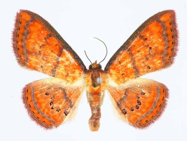 우리나라에 사는 생물은 몇 종일까…정부 6만2604종 공식 확인