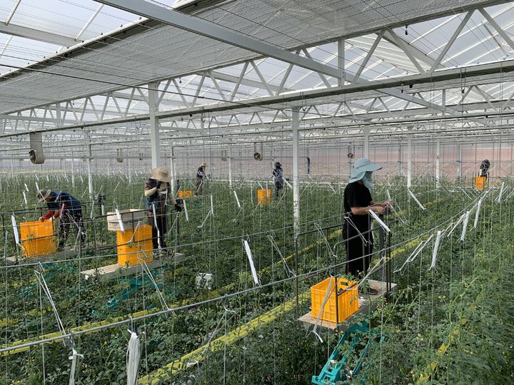 [안동=뉴시스] 상주의 스마트농업혁신밸리. (사진=경북도 제공) 2026.02.08. photo@newsis.com *재판매 및 DB 금지