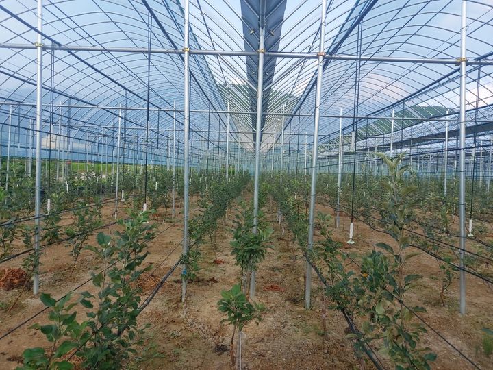 [안동=뉴시스] 시설하우스 내 사과 초밀식 다축재배. (사진=경북도 제공) 2026.02.08. photo@newsis.com *재판매 및 DB 금지