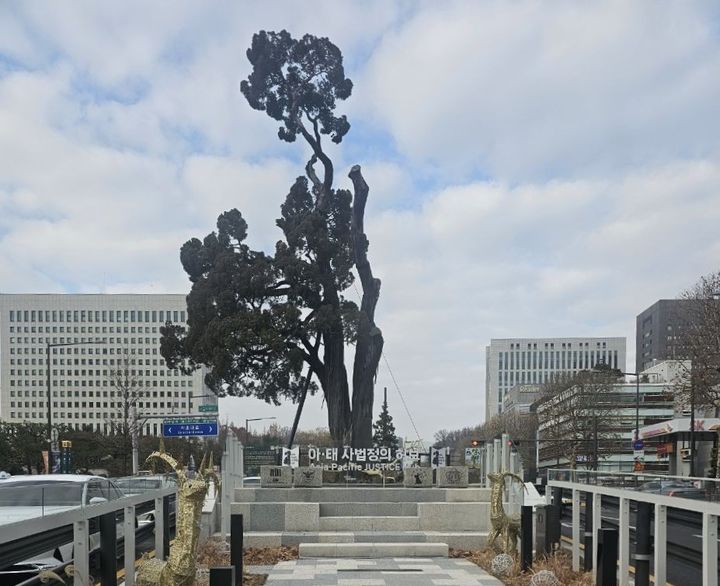 [서울=뉴시스] 서초역 향나무. 2026.02.08. (사진=서초구 제공) *재판매 및 DB 금지