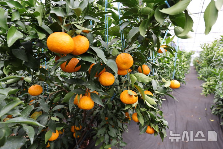 [제주=뉴시스] 제주산 만감품종 달코미. (사진=제주도 제공) photo@newsis.com