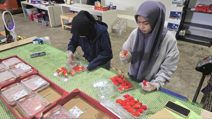 [자카르타=뉴시스]곽상훈 기자=인도네시아 최대 물류기업인 SAK 직원들이 논산 딸기를 포장하고 있다. 2026. 02. 08 kshoon0663@newsis.com *재판매 및 DB 금지