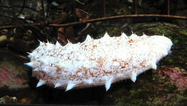 [뉴시스] (사진=오사카나관) 2026.2.8 *재판매 및 DB 금지