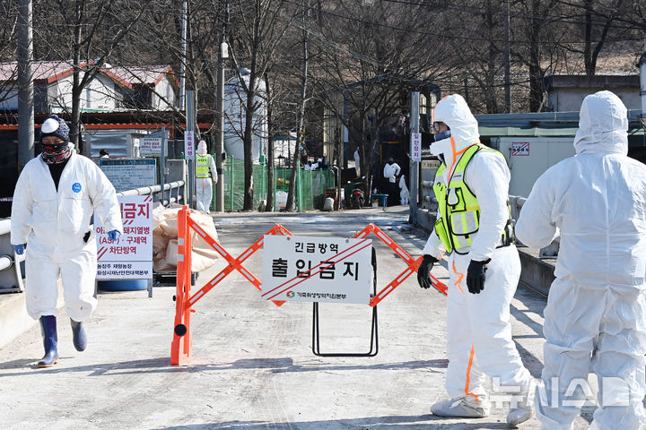 전남 나주서 아프리카돼지열병 발생…올해 10번째