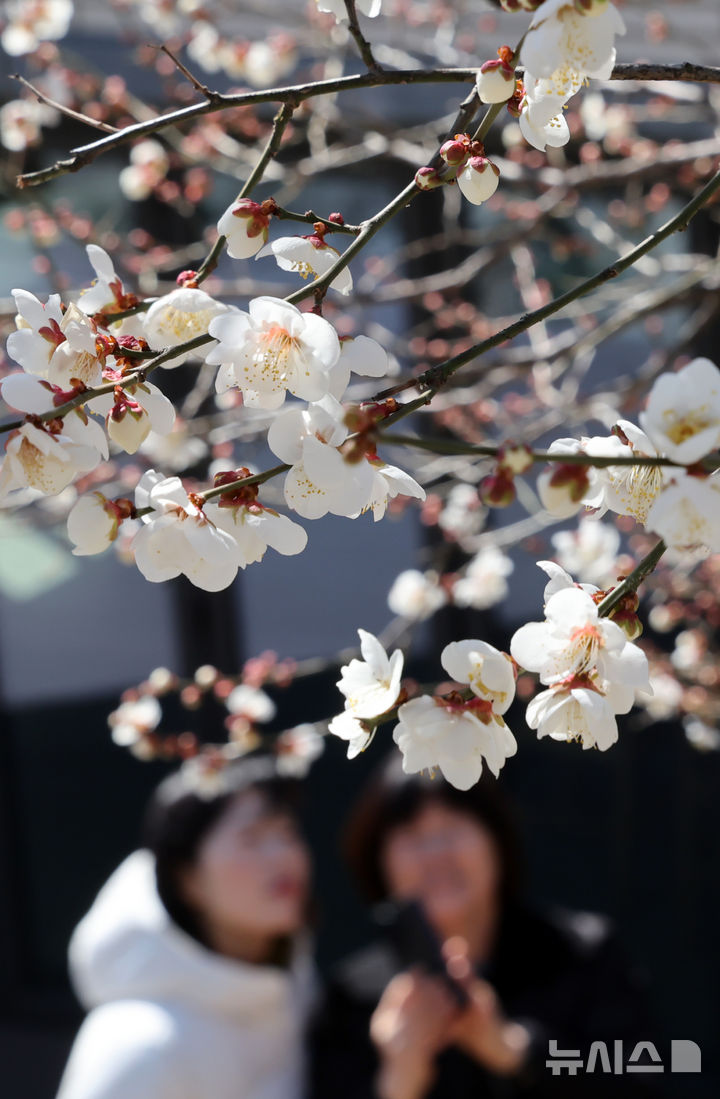  [부산=뉴시스] 하경민 기자 = 전국에 매서운 한파가 덮친 8일 부산 수영구의 한 주택가에서 시민들이 꽃망울 터트린 '봄의 전령' 매화를 구경하고 있다. 2026.02.08. yulnetphoto@newsis.com