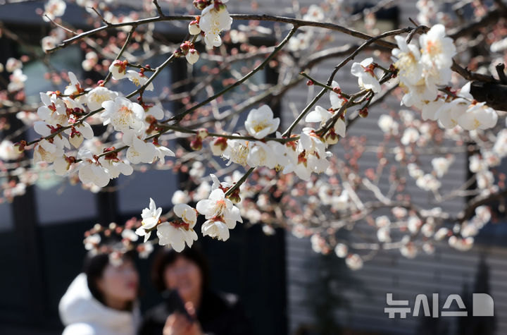 전국 한파에도 봄 기운 알리는 매화 [뉴시스Pic]