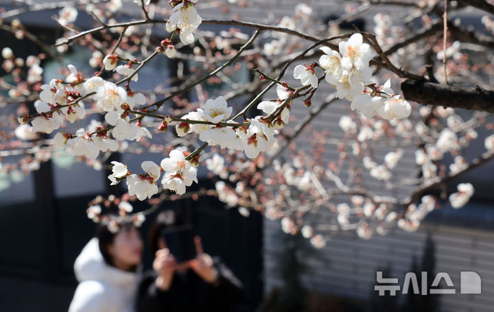  [부산=뉴시스] 하경민 기자 = 전국에 매서운 한파가 덮친 8일 부산 수영구의 한 주택가에서 시민들이 꽃망울 터트린 '봄의 전령' 매화를 구경하고 있다. 2026.02.08. yulnetphoto@newsis.com
