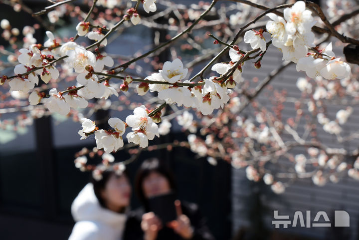  [부산=뉴시스] 하경민 기자 = 전국에 매서운 한파가 덮친 8일 부산 수영구의 한 주택가에서 시민들이 꽃망울 터트린 '봄의 전령' 매화를 구경하고 있다. 2026.02.08. yulnetphoto@newsis.com