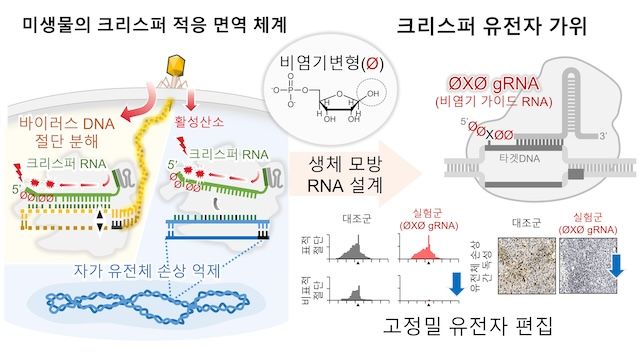 [서울=뉴시스] 비염기 변형을 통한 생체 모방 고정밀 유전자 가위 모식도. (사진=고려대 제공) 2026.02.09. photo@newsis.com *재판매 및 DB 금지