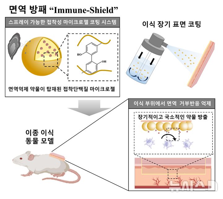 [포항=뉴시스] 송종욱 기자 = 포스텍·이화여대 연구팀이 홍합에서 유래한 접착 소재를 활용해 장기 이식의 가장 큰 난제였던 '면역 거부 반응'을 억제할 수 있는 기술을 개발했다. 사진은 성공적인 이종 이식을 위한 면역 억제 치료 스프레이 기반 접착성 마이크로젤 생체 조직 표면 코팅 전달 시스템. (사진=포스텍 제공) 2026.02.09. photo@newsis.