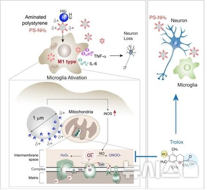 [서울=뉴시스] 아민기가 노출된 폴리스티렌 미세플라스틱(PS-NH2)이 미세아교세포에서 세포독성과 염증 반응을 유도하며, 미토콘드리아 슈퍼옥사이드(superoxide) 생성을 통해 산화스트레스를 증가시키는 기전 및 트롤록스(Trolox) 처리에 따른 신경독성 완화 효과 개념도. (사진= 가톨릭중앙의료원 제공)