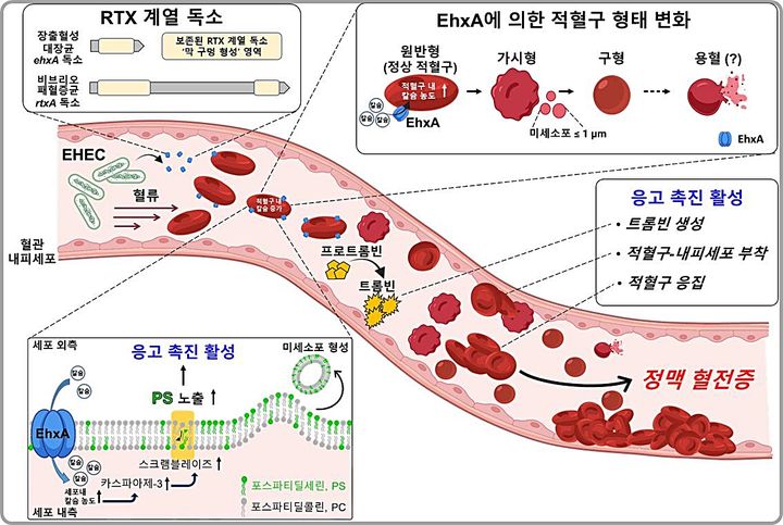 [대전=뉴시스] RTX 계열 독소(EhxA)에 의해 적혈구가 응고 촉진 상태로 전환되고 정맥 혈전이 형성되는 과정.(사진=충남대학교 약학대학 정한영 교수 제공) *재판매 및 DB 금지