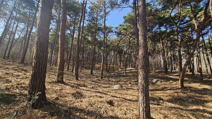 [양산=뉴시스] 양산시가 올해 조림 및 숲가꾸기 사업을 추진한다. (사진=양산시 제공) 2026.02.10. photo@newsis.com *재판매 및 DB 금지