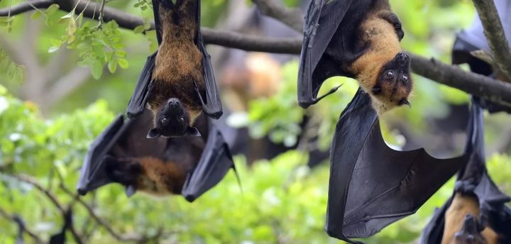 [뉴시스] 치명률이 최대 75%에 이르는 니파 바이러스(Nipah virus) 감염증으로 인한 사망자가 방글라데시에서 보고됐다. (사진=WHO 홈페이지) *재판매 및 DB금지 *재판매 및 DB 금지