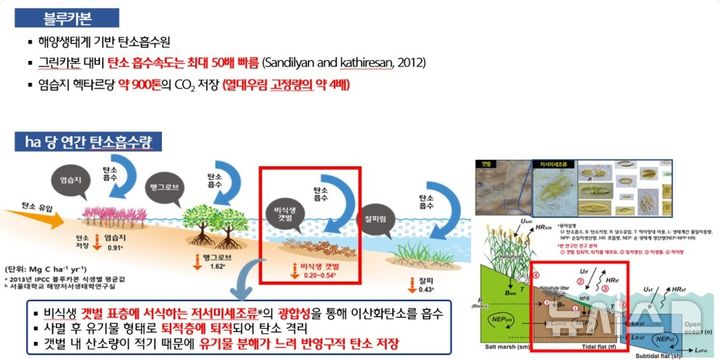 인천시, 해양생태계 활용 블루카본으로 탄소배출권 확보
