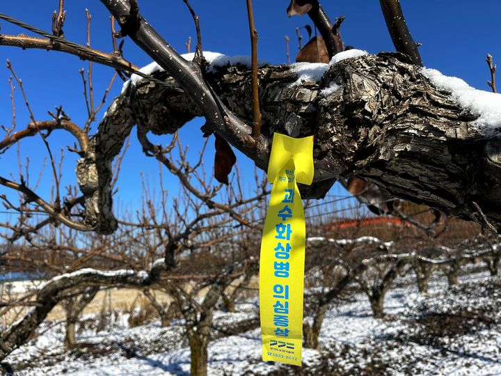 [수원=뉴시스] 과수화상병 의심. (사진=경기도농업기술원 제공) 2026.02.10. photo@newsis.com *재판매 및 DB 금지