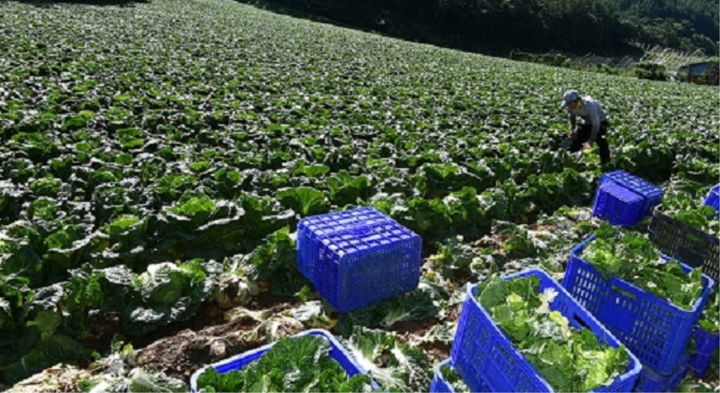 [춘천=뉴시스] 10일 강원특별자치도(도지사 심진태)는 올해 무·배추 생산 유통 수급 등 지원에 총115억8100만원을 투입한다고 밝혔다. 사진은 지난해 정선 고랭지 배추밭 수확 모습. 강원특별자치도 제공. *재판매 및 DB 금지