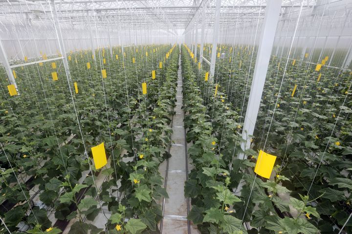 옹진 미래산업 스마트팜. (사진=옹진군 제공) *재판매 및 DB 금지