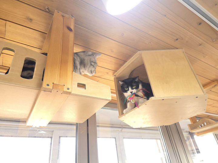 서울시, 설 연휴 앞두고 반려견·반려묘 위탁 돌봄 제공