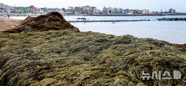 [제주=뉴시스] 우장호 기자 = 한파가 물러가고 비가 내리는 10일 오전 제주시 이호테우해수욕장에 겨울철 불청객인 중국발 괭생이 모자반이 떠내려와 악취를 풍기고 있다. 2026.02.10. woo1223@newsis.com