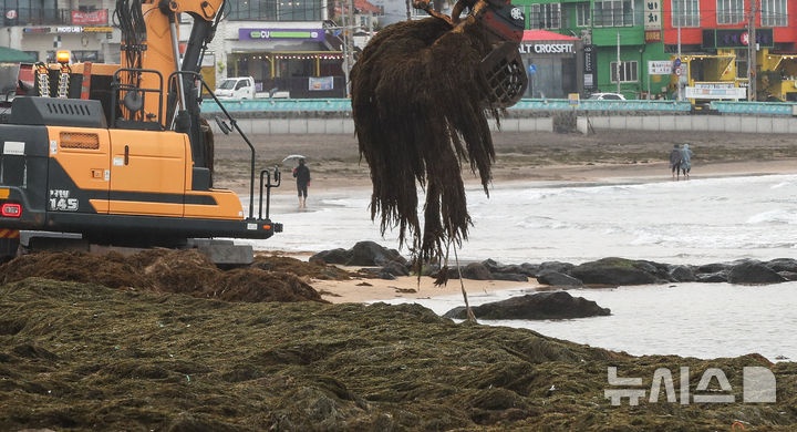 [제주=뉴시스] 우장호 기자 = 한파가 물러가고 비가 내리는 10일 오전 제주시 이호테우해수욕장에 겨울철 불청객인 중국발 괭생이 모자반이 떠내려와 악취를 풍기고 있다. 2026.02.10. woo1223@newsis.com