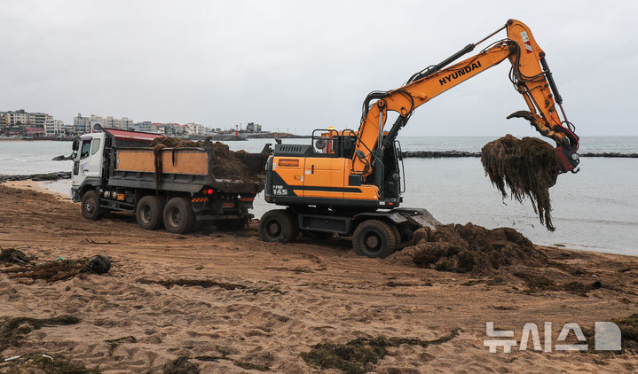 [제주=뉴시스] 우장호 기자 = 한파가 물러가고 비가 내리는 10일 오전 제주시 이호테우해수욕장에 겨울철 불청객인 중국발 괭생이 모자반이 떠내려와 악취를 풍기고 있다. 2026.02.10. woo1223@newsis.com