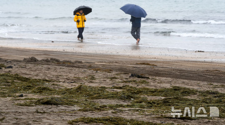 [제주=뉴시스] 우장호 기자 = 한파가 물러가고 비가 내리는 10일 오전 제주시 이호테우해수욕장에 겨울철 불청객인 중국발 괭생이 모자반이 떠내려와 악취를 풍기고 있다. 2026.02.10. woo1223@newsis.com